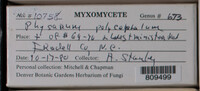 Physarum polycephalum image